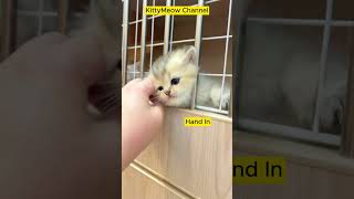 Cute Cats Videos💖😻 KittyMeow25 [upl. by Bonucci]