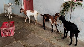 desi bakriyo ka lot in Hyd  gaban bakriya in hyd  desi goats kids [upl. by Allemahs]