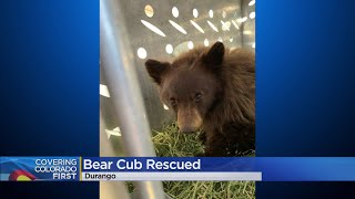 Emaciated Bear Cub With Injured Paws Rescued Near Durango [upl. by Goldwin341]