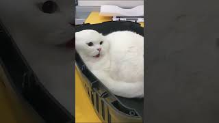 Screaming cat shortvideo cat foryou funny cute [upl. by Avirt927]