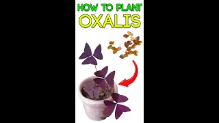 HOW TO 🌿GROW 🌿OXALIS TRIANGULARIES🌸 [upl. by Rafa999]