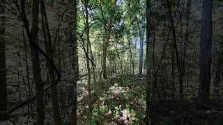 Among the trees a day in the woods nature hiking [upl. by Mercer796]