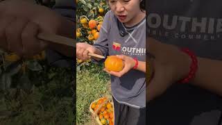 fruit fruitesalad fruitdishes healthyfood food Part 165 [upl. by Kcinomod331]