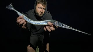 Recordsized Atlantic Needlefish 2ft Long Island NY [upl. by Harle]