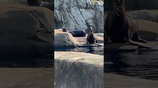 Seal Crazy Live wkzzrproductions sealife crazy seal funny comedy [upl. by Humo40]