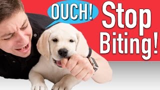 How to Train your Puppy to Stop Biting [upl. by Tirma]