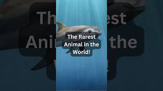 Vaquita The Rarest Animal in the World [upl. by Pierrepont]