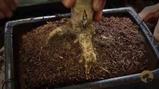 Bonsai Repotting  Bonsai Trees for Beginners Series 04 [upl. by Leuas]