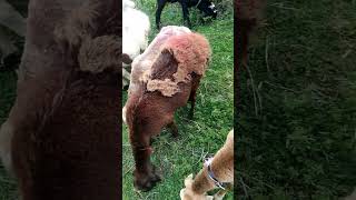 sheeps lookviral youtubeshort viralvideo best [upl. by Zavras]