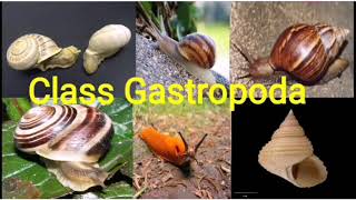 Class Gastropoda  Phylum Mollusca [upl. by Yelssew]