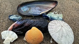 Stormy Beach Walk Featuring Birds sanfrancisco oceanbeach nature birds egret curlew ocean [upl. by Ahsilla]