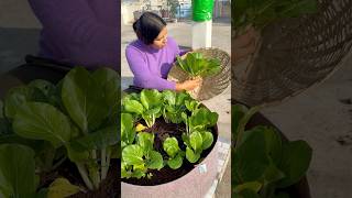 Today’s harvest part1 harvest gardening youtubeshorts [upl. by Ynnad]