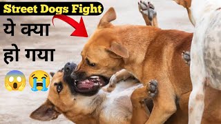 Robert Vs Pitbull  Pitbull Vs Dogo Argentino  Rottweiler Fighting  German Shepherd Fighting Video [upl. by Odyssey843]