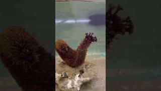 Spawning behavior  Holothuria cinerascens in Aquarium [upl. by Cruce675]