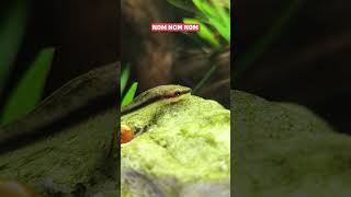 Otocinclus Catfish Are Incredible Algae Eaters 🐟 shorts [upl. by Dilisio539]