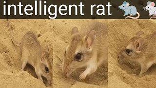 rat 🐁mischief on clean sand Make bills [upl. by Farrel562]