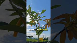 4 aguacates DIFERENTES en un ÁRBOL 😱🌱🤩 aguacate palta injerto curioso [upl. by Nehte]