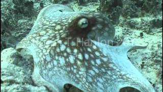 Octopus vulgaris Camouflage Change [upl. by Zwart]