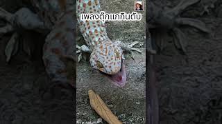 shorts เพลงตุ๊กแกกินตับ ตุ๊กแก เพลงตุ๊กแก gecko geckos geckosound [upl. by Elma]