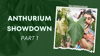 🌺 Anthurium Showdown Easy Finds 🌿 Part 1 [upl. by Zoba]