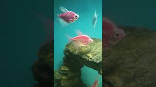 glo tetra fish fyp fypシ゚viral fy fypage foryou youtube youtubeshort youtuber [upl. by Ecille]