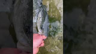 Striped bass release Moriches Inlet Long Island fishing bassfishing IrespectFish [upl. by Tai]