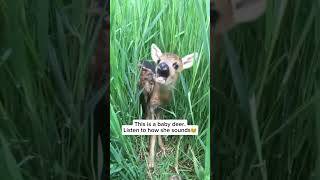 Baby deer sound shorts wildlife shortsfeed [upl. by Yrennalf538]