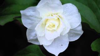 Trillium grandiflorum with Dan Jaffe [upl. by Zwick837]