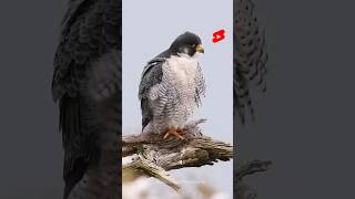 Fastest Hunter  Peregrine Falcon shorts [upl. by Bettina]