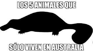 Animales Que Solo Viven En Australia [upl. by Rehotsirk]