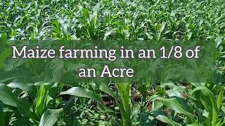 Astonishing way of intercropping beans and maize in small land farming farminginkenya trending [upl. by Leirbag]