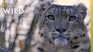 Snow Leopards 101  Nat Geo Wild [upl. by Negaem]