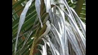 Song of the Whitethroated Honeyeater [upl. by Lise]