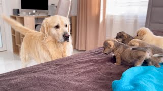 How a Golden Retriever Became a Friend to New Tiny Puppies Compilation [upl. by Hailey]