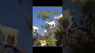 Meet the Amazing TreeClimbing Goats of Morocco 🐐🌳 shorts ytshortsfeed goats ibexgoat [upl. by Sebastian478]