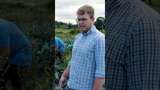 The Art of Harvesting Cabbages at Gliresh A BehindtheScenes Look  Gilfresh Produce [upl. by Eimme]