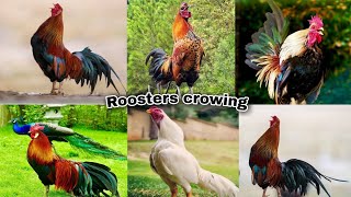 100 roosters crowingpartridge chanteclerwhitefaced black spanishsilver campinebarbu danvers [upl. by Neerom]