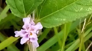 Lippia albaHierba negra medicinal plant [upl. by Ahsercul]