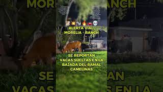 🐄 🚨 Ganado suelto en Morelia camellón de Rotarismo y entrada a ramal Camelinas [upl. by Anallise]