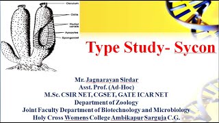 Types Study  Sycon । crown sponge। phylum porifera। ostia । phylum porifera bsc 1st year [upl. by Lyudmila]