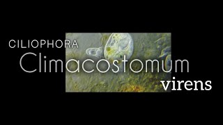 Climacostomum virens Ciliophora  Secuencia 13 [upl. by Brey38]