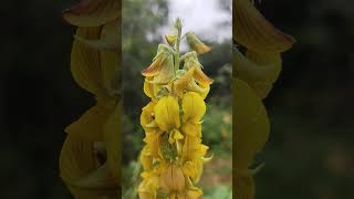 Crotalaria pallida [upl. by Dott388]