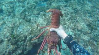 Spearfishing Geraldton amp The Abrolhos Islands  Part 1 [upl. by Tristas13]