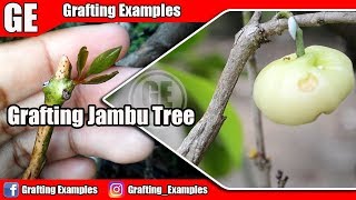 Grafting Jambu Tree Wax applewater apple or rose apple [upl. by Eecak134]