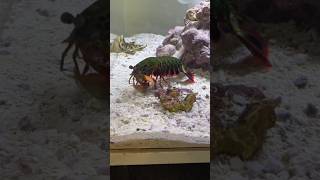 The Secrets of the Mantis Shrimps Punch [upl. by Leonora]