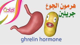 هرمون الجوع جريلين ghrelin hormone [upl. by Atnicaj]