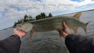 Surprise Muskellunge  morning fishing Lake Nipissing September 2020 12 [upl. by Willett253]