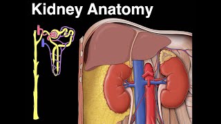 Kidney anatomy [upl. by Centeno995]