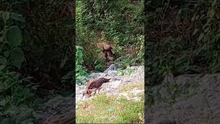 babies peahen 🦚birds birdlovers [upl. by Nevai]