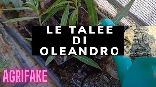 TALEE DI OLEANDRO IL METODO PIÙ SEMPLICE E VELOCE [upl. by Notfilc]